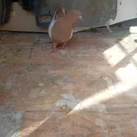 سینه زرد کفتر نر|پرنده|شیراز, تندگویان|دیوار