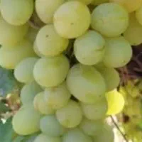 انگور دسته چین