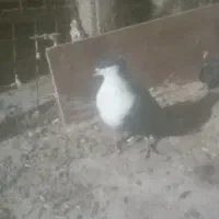 ریش سیاه کاکولی