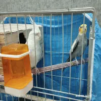 جفت عروس هلندی سخن گو بامزه