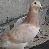 کبوتر