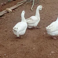 قوغاز اکراینی