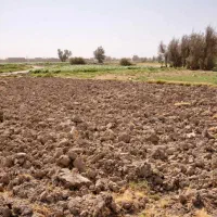 زمین دانشگاه ازاد کاشمر