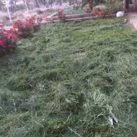 علف.زنی.سمپاشی