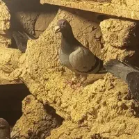 کبوتر گم شده