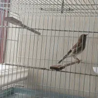 سهره قناری ماده