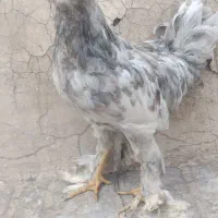 خروس کاکلی پاپر|حیوانات مزرعه|لنجان, |دیوار