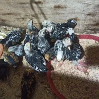 جوجه سبرایت|حیوانات مزرعه|تنکابن, |دیوار