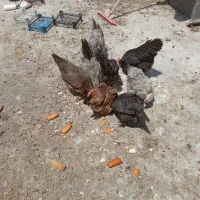 مرغ بومی