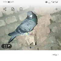 پرنده گم شده