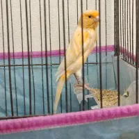 قناری نر مست شلاقی