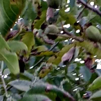 گردوی ژنوتیپ نژاد برتر