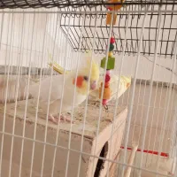 عروس هلندی|پرنده|زبرخان, |دیوار