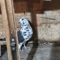 کفتر نر|پرنده|تهران, تهرانپارس شرقی|دیوار