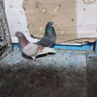 کبوتر زوردار|پرنده|اسلام‌‌آباد غرب, |دیوار