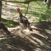 بوقلمون جوان جوان 2عدد نر