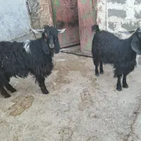 بزغاله نر