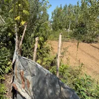 فروش زمین ۴۵۰۰ متری در پیله داربن|فروش زمین و ملک کلنگی|رشت, پیله داربن|دیوار