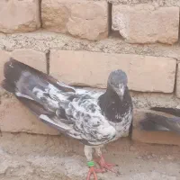 کبوتر