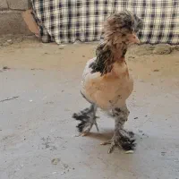 مرغ  زیبا 8 ماه