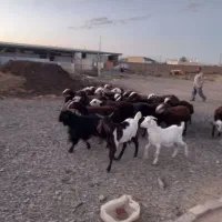 بره توقلی پلنگی