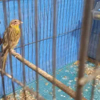 قناری ماده|پرنده|خمینی‌شهر, |دیوار