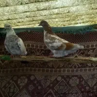 کبوتر|حیوانات مزرعه|آستانه اشرفیه, |دیوار
