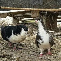 جفت شهری کنگان