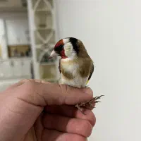 یه جفت سهره سفید|پرنده|کوهدشت, |دیوار