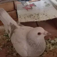 کبوتر سرحال سالم
