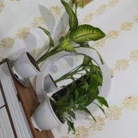 گلمون رسید|گل و گیاه طبیعی|بندر ماهشهر, |دیوار