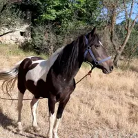 اسب مادیان ابلغ