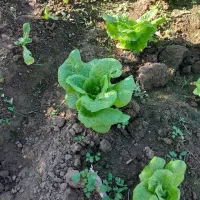 کاهو پیچ روغنی|گل و گیاه طبیعی|خان ببین, |دیوار