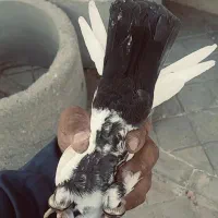 کفتر خوب واسه پرش یا جوجه گیری|پرنده|ایلخچی, |دیوار