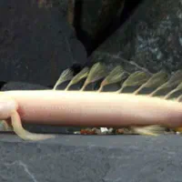 پلی سنگالی البینو به قیمت عمده