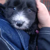 جومونگی ماده و تریر پاکوتاه