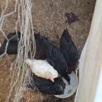 جوجه محلی 4ماهه