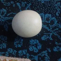 سنگ اسیاب|کلکسیون اشیاء عتیقه|قشم, |دیوار