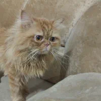 پرشین نر سوپرفلت رایگان
