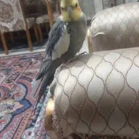 پرنده|پرنده|خرمشهر, |دیوار