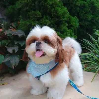 توله سگ شیتزو سوپر فلت