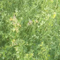 فروش علف یونجه خالص|حیوانات مزرعه|بناب, |دیوار