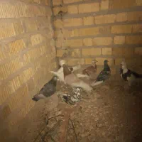 کفتر پلاکی|پرنده|مرودشت, مجد آباد|دیوار