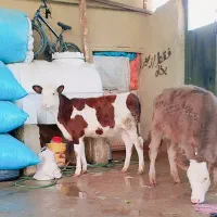 گاو یا گوساله سمینتال شرابی