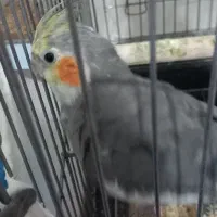 عروس هلندی|پرنده|نورآباد, |دیوار