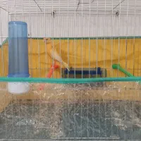 نر.‌