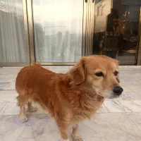 سگ اشکپیز|سگ|اصفهان, بهارستان|دیوار