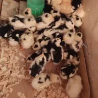 جوجه مرغ زینتی (گلین لری وبرهماوکوشین وآیسباراصل)