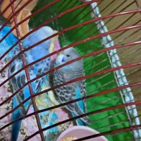 دو عدد جوجه دوماهه مرغ عشق