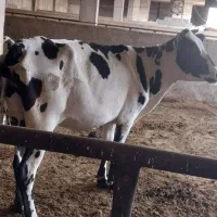 بندرماهشهر فروش گوساله|حیوانات مزرعه|بندر ماهشهر, |دیوار